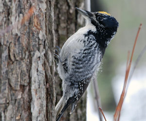Тоншуул (Гурванхумст овууна, Xумст тоншуул)